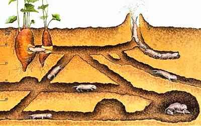 Хто риє нори на городі: виявляємо та боремося зі шкідниками