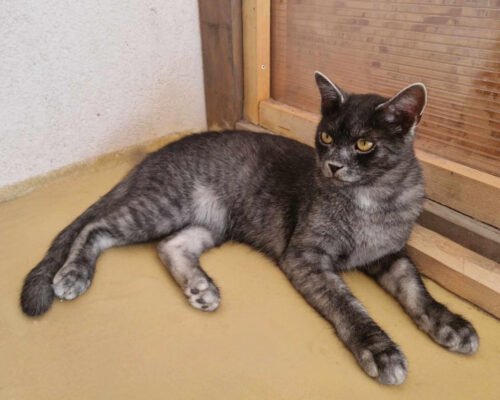 Нова порода котів: знайомство з унікальними характеристиками та рисами