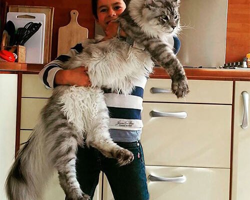 Великі Коти Породи: Огляд Найвідоміших Домашніх Гігантів