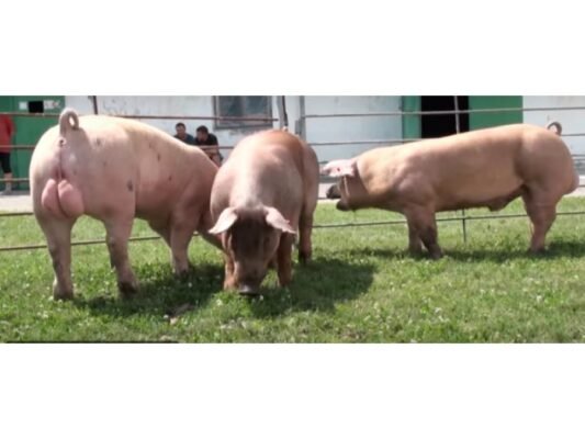 Кантор порода свиней: переваги розведення та догляд за породою