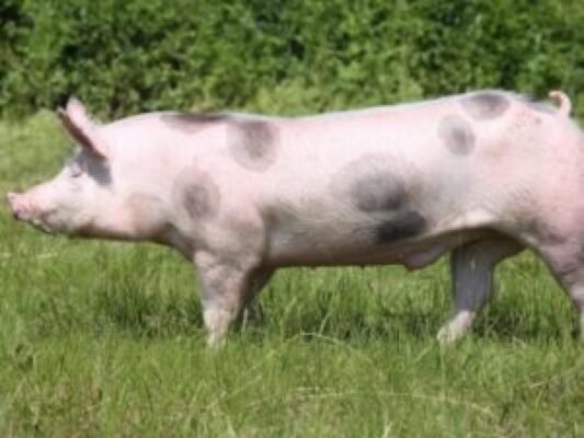 Порода свиней Макстер: характеристики, переваги та утримання