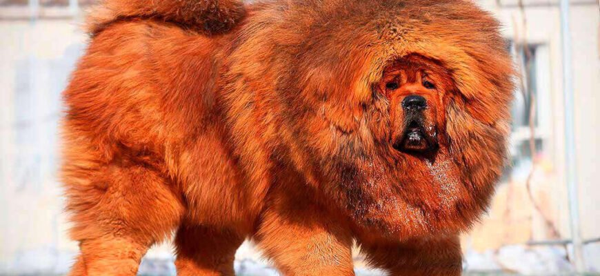 Популярні породи великих собак: від вибору до догляду вашого друга