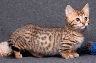 Міні котики породи: як обрати ідеального маленького друга для дому