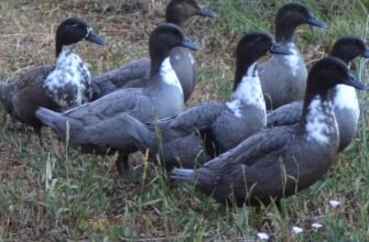 Яка порода качок найкраща: обираємо оптимальний варіант для господарства