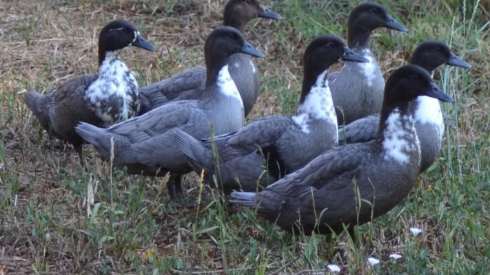 Яка порода качок найкраща: обираємо оптимальний варіант для господарства
