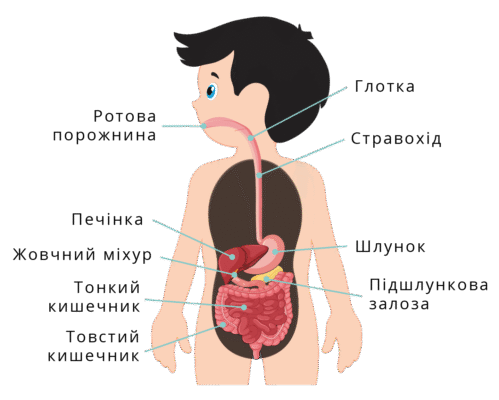 Хто піднімає шлунок: дізнайтеся про ефективні способи