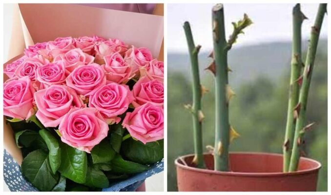Як посадити троянди з букета: поради для успішного вкорінення