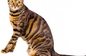 Тигровий кіт порода: особливості, догляд та харчування улюбленця
