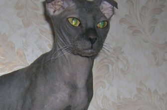 Українська порода котів: історія, особливості та чудові фото муркотунів