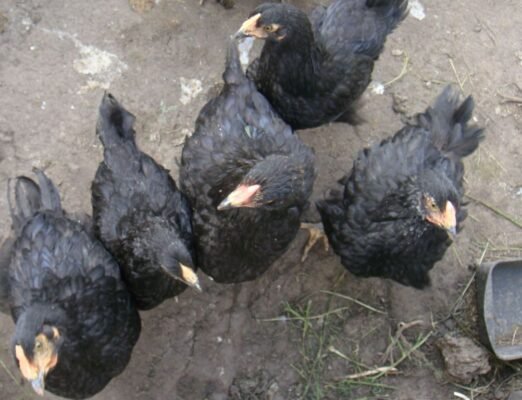 Відкрийте для себе найкращі чорні кури породи: характеристики та догляд
