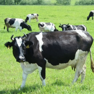 Українська чорно-ряба молочна порода: особливості та переваги