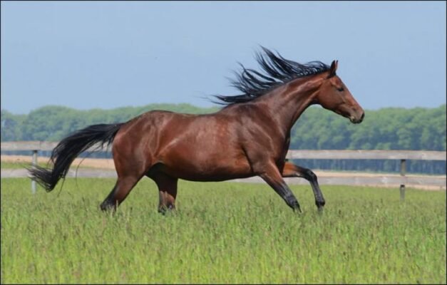 Українські породи коней: найкращі представники кінного мистецтва