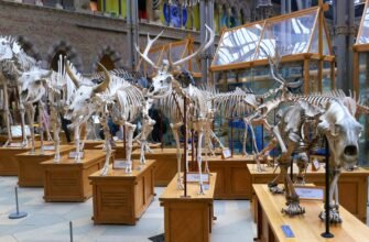 Відвідайте музей естествознання Вена: захоплюючий світ науки і природи
