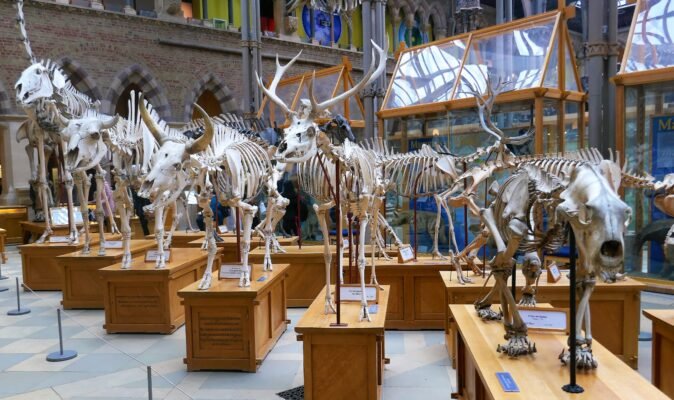Відвідайте музей естествознання Вена: захоплюючий світ науки і природи