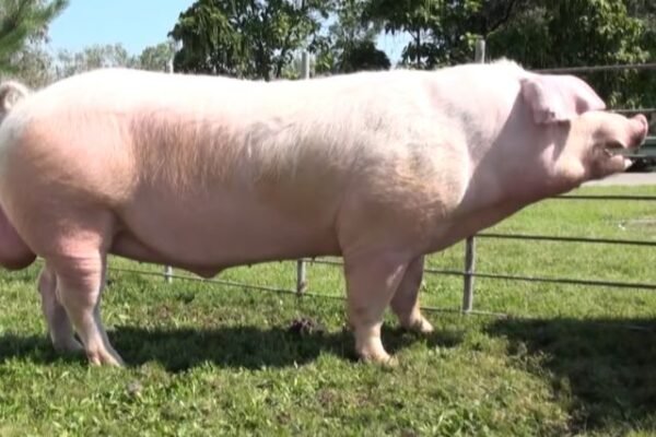 Ландрас: Характеристика та Особливості Породи Свиней для Розведення