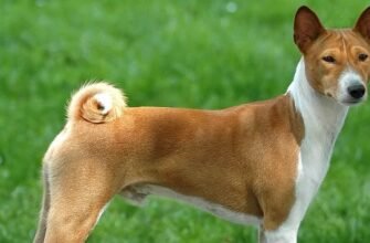 Африканська порода собаки: унікальні характеристики та історія виду