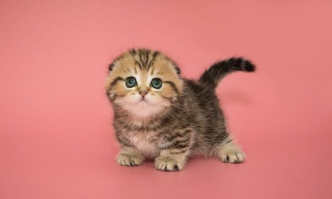 Порода котів з короткими лапами: огляд, догляд та особливості