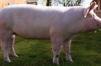 Все про українську велику білу породу свиней: характеристика та особливості