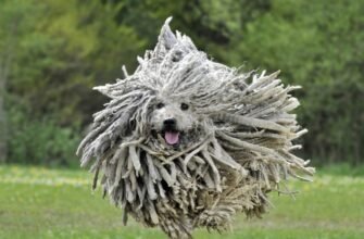 Рідкісні породи собак: знайомство з унікальними представниками світу