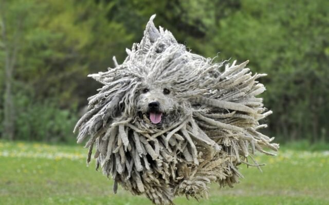 Рідкісні породи собак: знайомство з унікальними представниками світу