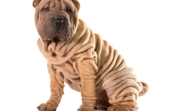 Про що треба знати, обираючи собаку породи шарпей: особливості, догляд, характер