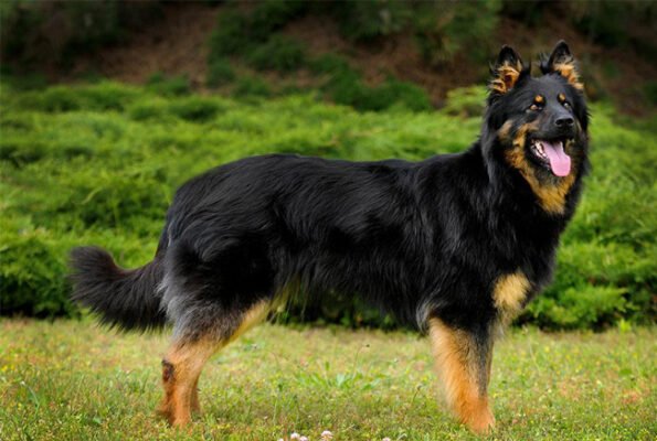 Всі породи вівчарок: огляд та особливості кожної з них для власників