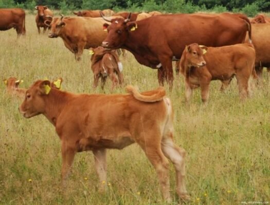 Волинська м’ясна порода: особливості, переваги та перспективи розвитку