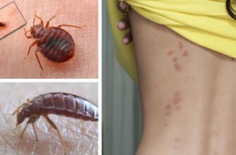 Хто такі клопи: дізнайтеся про цих комах і їхню поведінку