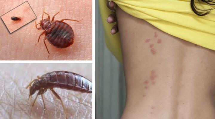 Хто такі клопи: дізнайтеся про цих комах і їхню поведінку