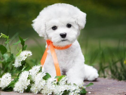 10 найпопулярніших порід малих собак для квартир та сімей