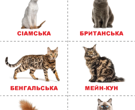 Найкращі породи котів для дітей: оберіть ідеального друга для малюка