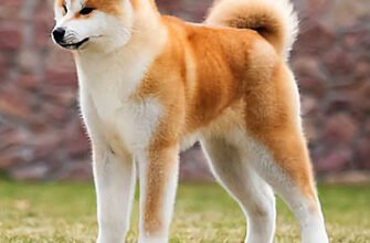 Все про Хатіко: Яка порода відома своєю вірністю?