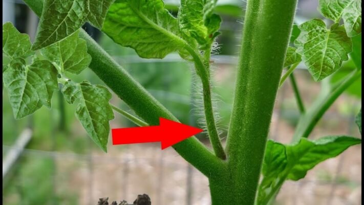 Пасинкування помідорів: поради та інструкції для багатого врожаю