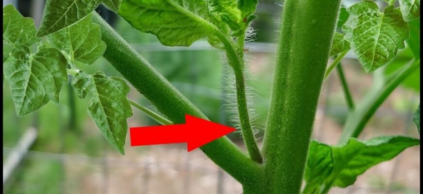 Пасинкування помідорів: поради та інструкції для багатого врожаю Пасинкування помідорів: поради та інструкції для багатого врожаю