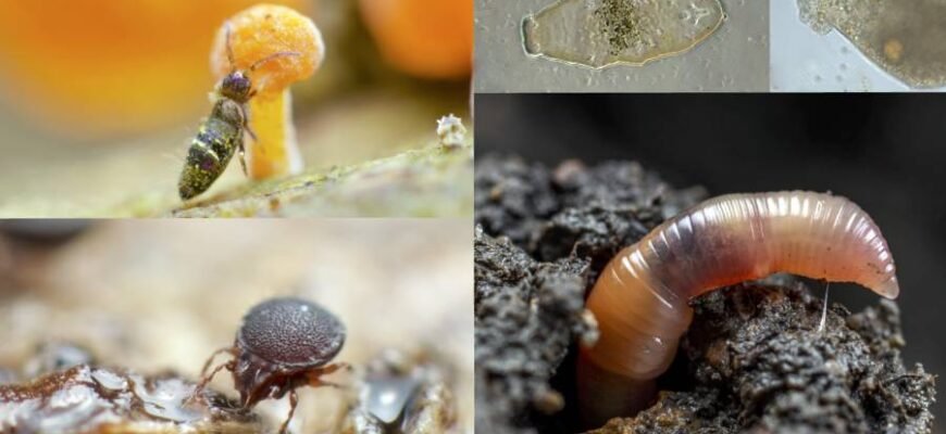 Як тварини впливають на родючість ґрунту: ключові фактори впливу