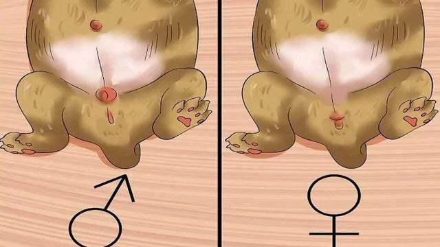 “Як розрізнити кота і кішку: прості поради для власників”