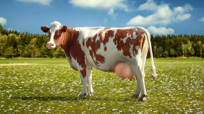 Порода корів яка дає найбільше молока: обираємо чемпіонів надоїв
