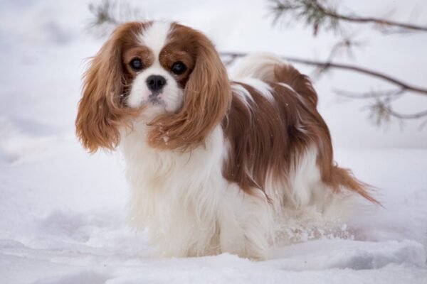Кавалер кінг чарльз спанієль: Особливості породи собак кавалер