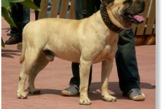 Порода собак ка де бо: особливості, історія та догляд за улюбленцем