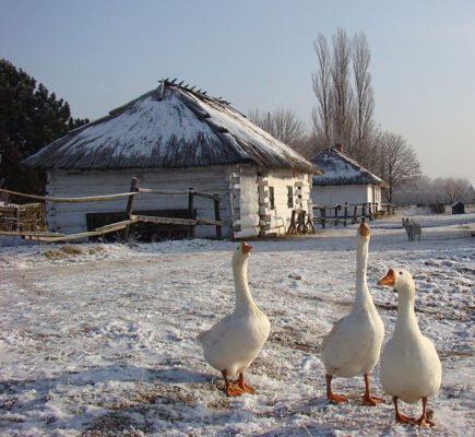 Відкрийте таємниці минулого в Музеї історії сільського господарства Волині