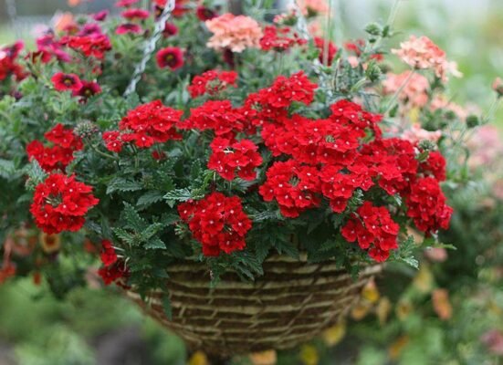 Що лікує вербена: лікувальні властивості та застосування цієї рослини