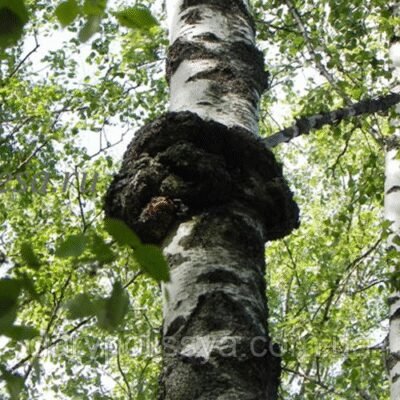 Гриб чага: що лікує та які захворювання допомагає подолати?