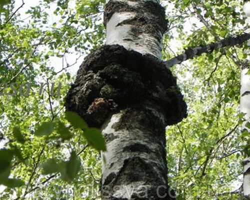 Гриб чага: що лікує та які захворювання допомагає подолати?