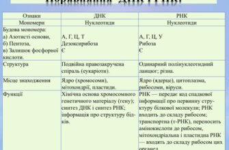 Різниця між ДНК та РНК: основні відмінності та їх функції