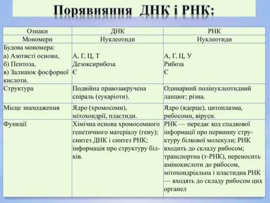 Різниця між ДНК та РНК: основні відмінності та їх функції