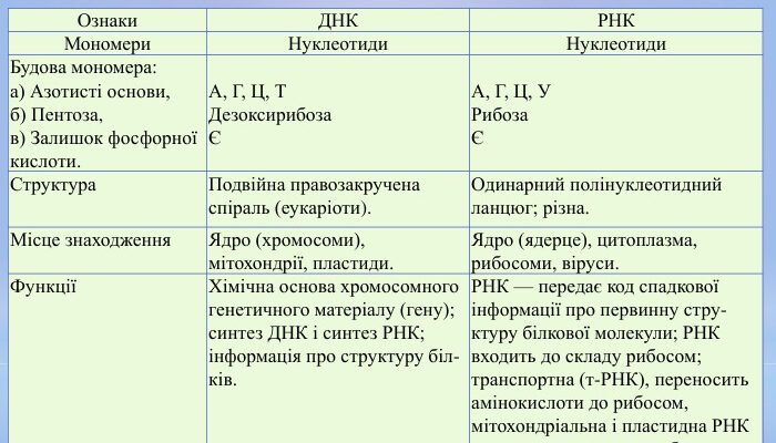 Різниця між ДНК та РНК: основні відмінності та їх функції