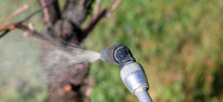 При якій температурі можна обробляти дерева залізним купоросом: поради