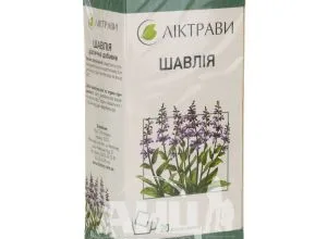 Що лікує шавлія: корисні властивості та застосування лікарської рослини
