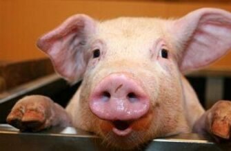 Набрякова хвороба свиней: симптоми, діагностика, лікування