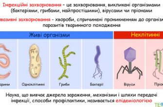 Які є бактеріальні інфекції: огляд основних захворювань